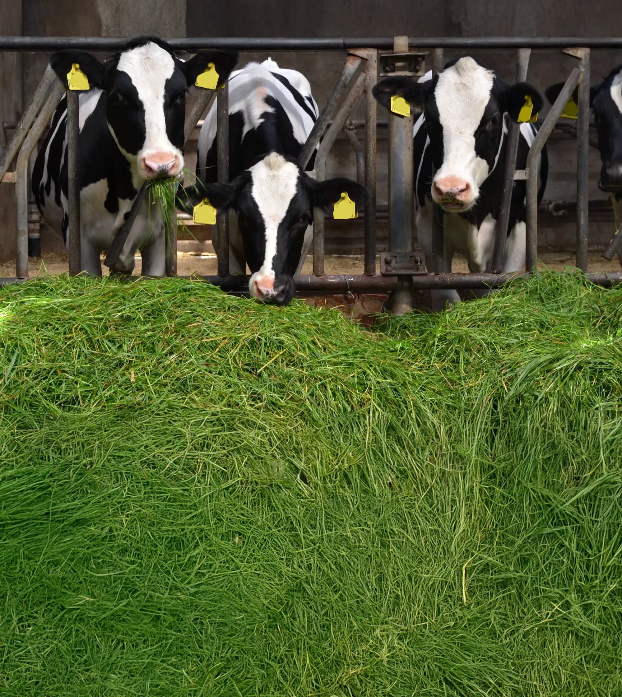 dairy farmer