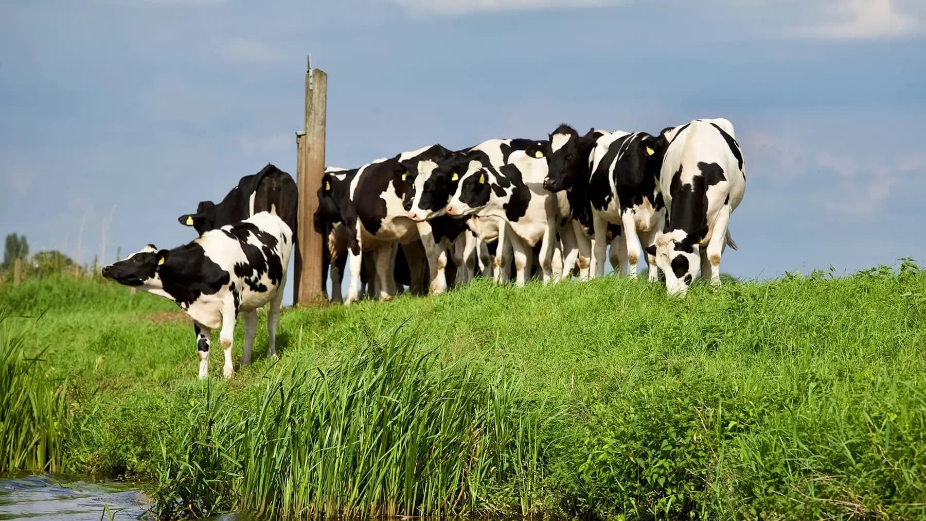 A herd of cows grazing on a green grassy field under a clear sky